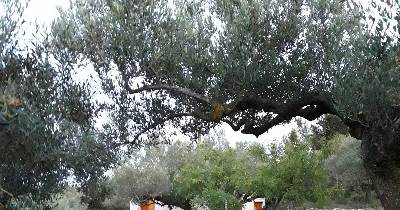 ¿Qué es una yurta?