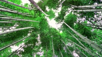 Historia Del Bambu Japones. -Semilla Para El Exito(Tenacidad,crecimiento,transformación,constancia,disciplina,amor)