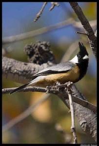 Animales en Peligro de Extinción en Argentina: Aves.