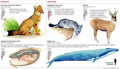 Animales en Peligro de Extinción en Argentina: Mamíferos.