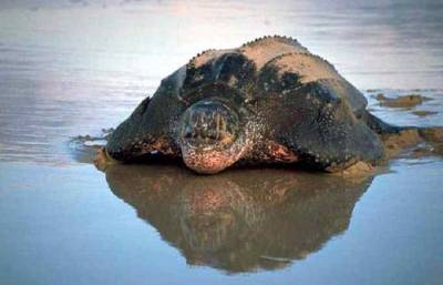 Animales en Peligro de Extinción en Argentina: Reptiles.