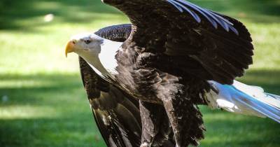 ¿Águila o Pato?