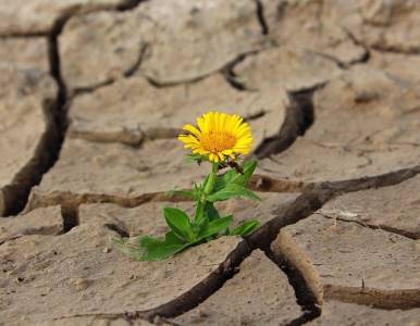 La Resiliencia: La Clave de la Felicidad