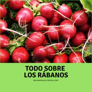 Todo sobre los rábanos | Bajandoalatierra. com