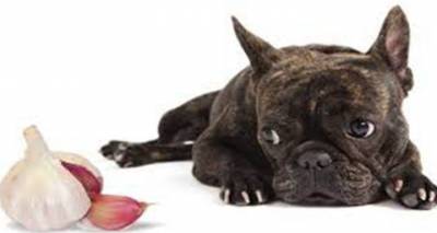 Desparasitar perros de forma natural | Bajandoalatierra. com