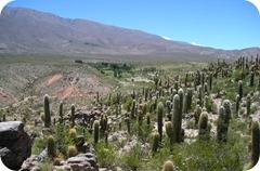 En Tafí del Valle las fiestas tanto populares como religiosas adquieren mayo relevancia y popularidad.