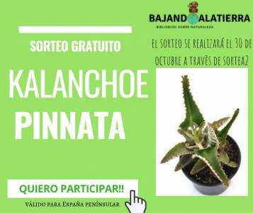 Sorteo gratuito de una kalanchoe pinnata | Bajandoalatierra. com