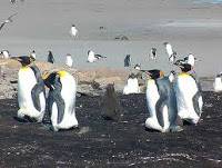Fauna y flora de las Islas Malvinas.