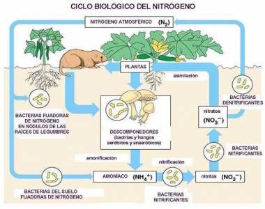 El nitrógeno en la Tierra | Bajandoalatierra. com