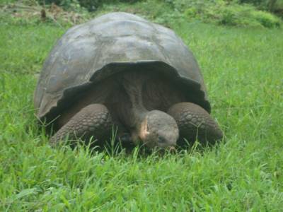 ¿Cuánto cuesta ir a las islas Galápagos? Mucho menos de lo que te imaginas