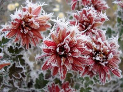 Proteger plantas sensibles a las heladas | Bajandoalatierra. com