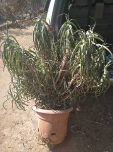 Mirad lo que me he encontrado en la basura! | Bajandoalatierra. com