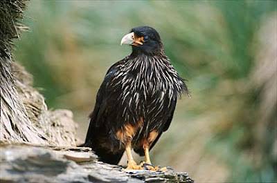 Los pájaros en las emisiones filatélicas argentinas.