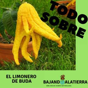 Todo sobre el limonero de Buda | Todo sobre | Bajandoalatierra. com