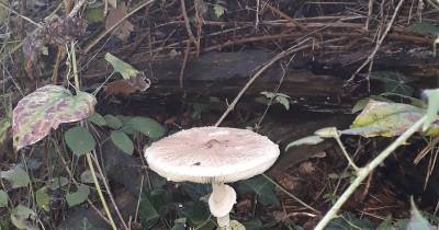 Dulce infancia: #MiércolesMudo : Amanita