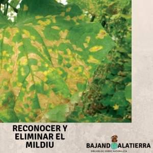 Reconocer y eliminar el mildiu | Bajandoalatierra. com