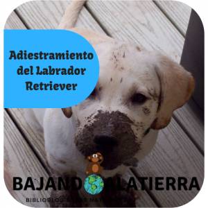 Adiestramiento del Labrador Retriever y perros en general