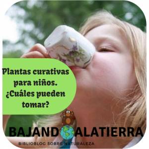 Plantas curativas para niños, ¿Cuáles pueden tomar?