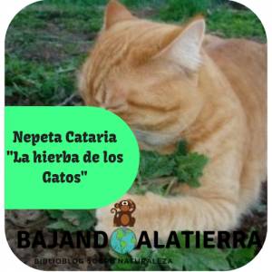 Nepeta Cataria 'Hierba de los gatos' usos en Humanos