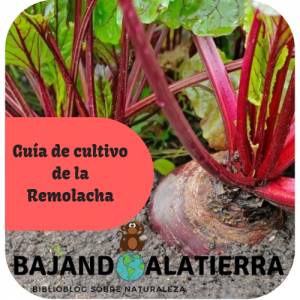 Guía de cultivo de la remolacha
