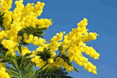 Tiramisú Mimosa para festejar el Dia de la Mujer en Italia.