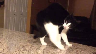 101 gatos que te harán reír durante un buen rato | SectorViral