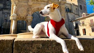 Pipper, el primer perro turista que da la vuelta a España | SectorViral