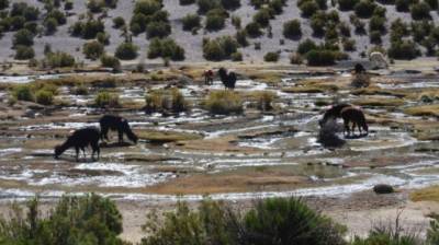 Camino a: La Ruta del Desierto