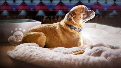 Las mejores fotos de Bruno, la nueva estrella de Netflix | SectorViral