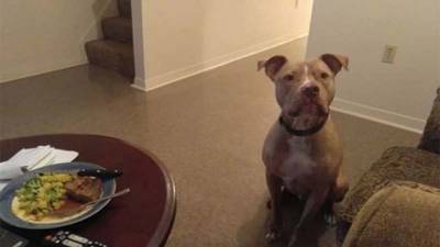 Una joven usa a su perro para demostrar por qué una violación nunca es culpa de la víctima | SectorViral