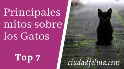 Principales mitos sobre los Gatos - Top 7