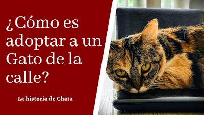 Cómo es adoptar un gato de la Calle