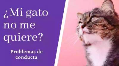 ¿Mi gato no me quiere? Problemas de conducta