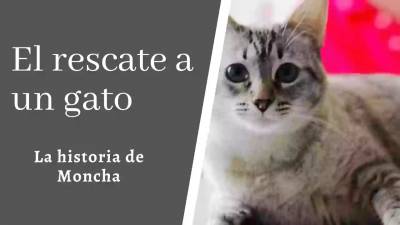 El rescate de un gato. La historia de Moncha