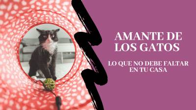 ¿Amante de Los Gatos? Lo que no debe faltar en tu casa