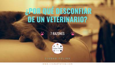 Razones para desconfiar de un Veterinario