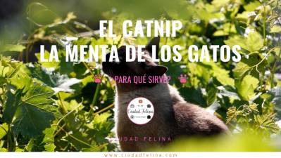 Catnip o Nepeta acataría ¿para qué sirve?