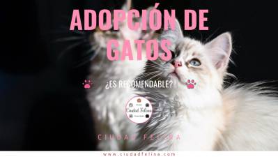 Adopción de gatos ¿es recomendable?