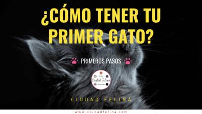 ¿Cómo tener un gato? Primeros Pasos