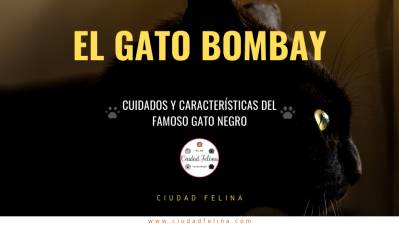 El gato Bombay - Los famosos gatos negros
