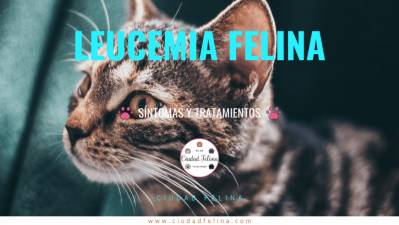 Leucemia Felina – Síntomas, Vacuna y Tratamiento