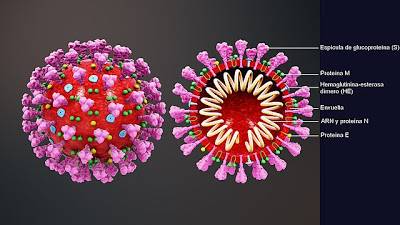 ¿Por qué ha sido tan explosivo el Coronavirus en España?