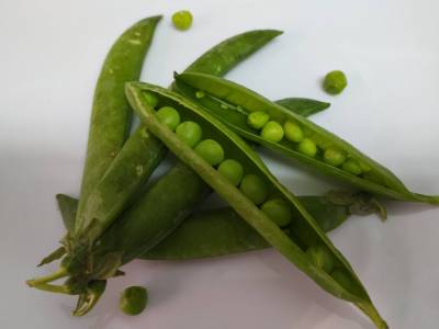 Guisantes, información y recetas - Gastrogaceta