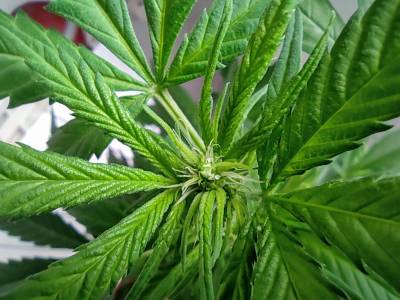 ¿Puede ayudar realmente el CBD a nuestra salud?