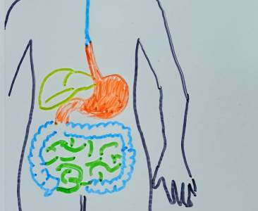 El cuerpo humano en la mesa de luz