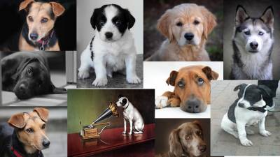 El amor canino, permanece en la historia