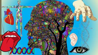 El maravillosos cuerpo humano