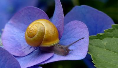 La baba de caracol como cosmético, ¿mito o realidad? »【ByAlejandrA 2021】