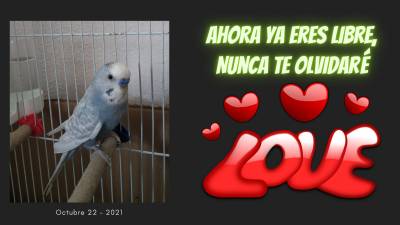 Historia de un amor incondicional, mi compañero
