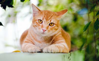 El gato de Hemingway